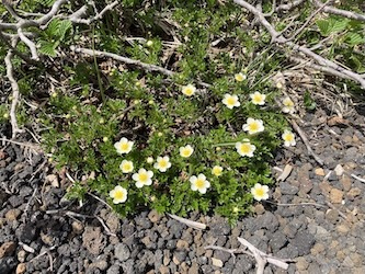 秋田駒ヶ岳登山<br>6月6日(土)