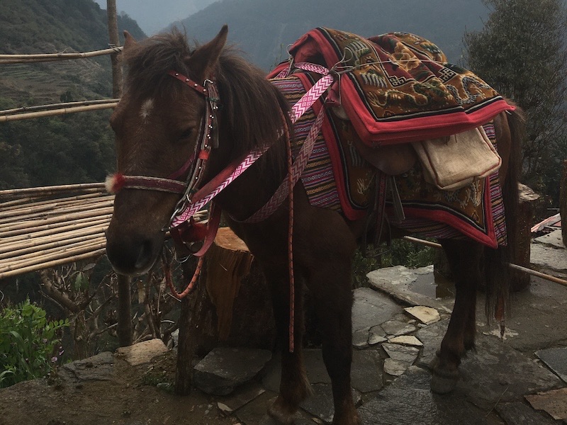 高山病になった傷病者も運ぶ荷馬