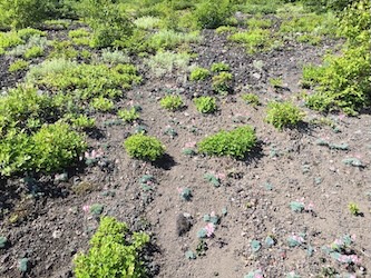 秋田駒ヶ岳登山<br>6月27日(土)