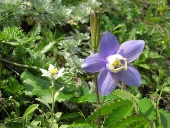 レブンウスユキソウの咲く頃！<br>北海道礼文島<br>6月20日(土)21日(日)