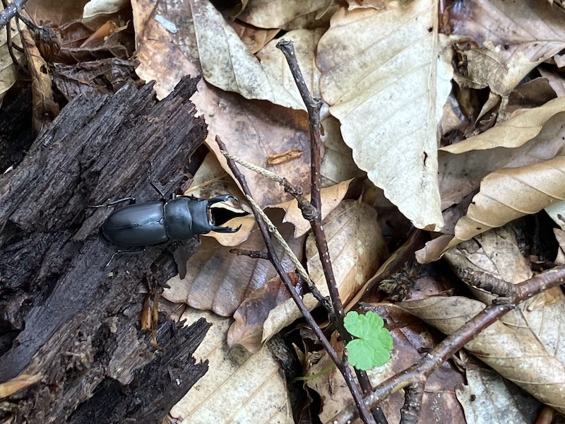 ミヤマクワガタ