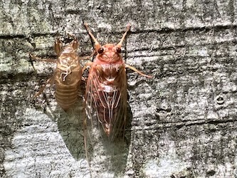 活動報告会！北海道黒松内<br>添別ブナ林鑑賞会<br>5月30日(土)31日(日)